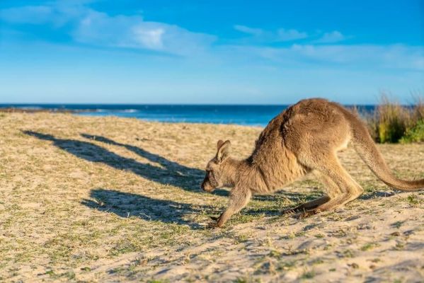 Австралия и Нова Зеландия от София - 2026