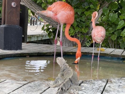 Колумбия с почивка на о-в Аруба и о-в Кюрасао от София - 2026