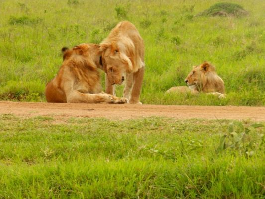 Ваканция с Усмивката на Кения: Сафари Масай Мара и плаж, 04-13.04.26