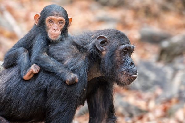 РУАНДА 2026 / ДЖИП САФАРИ СРЕД ШИМПАНЗЕТА, ГОРИЛИ И НАЦИОНАЛЕН ПАРК АКАГЕРА (BIG 5) - ПРОГРАМА 8 НОЩ